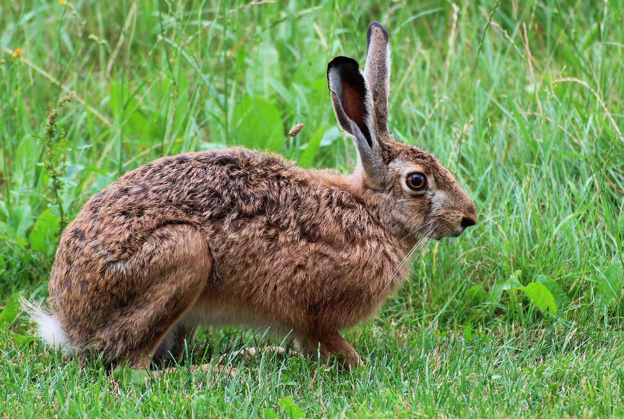 hare animal nature free photo