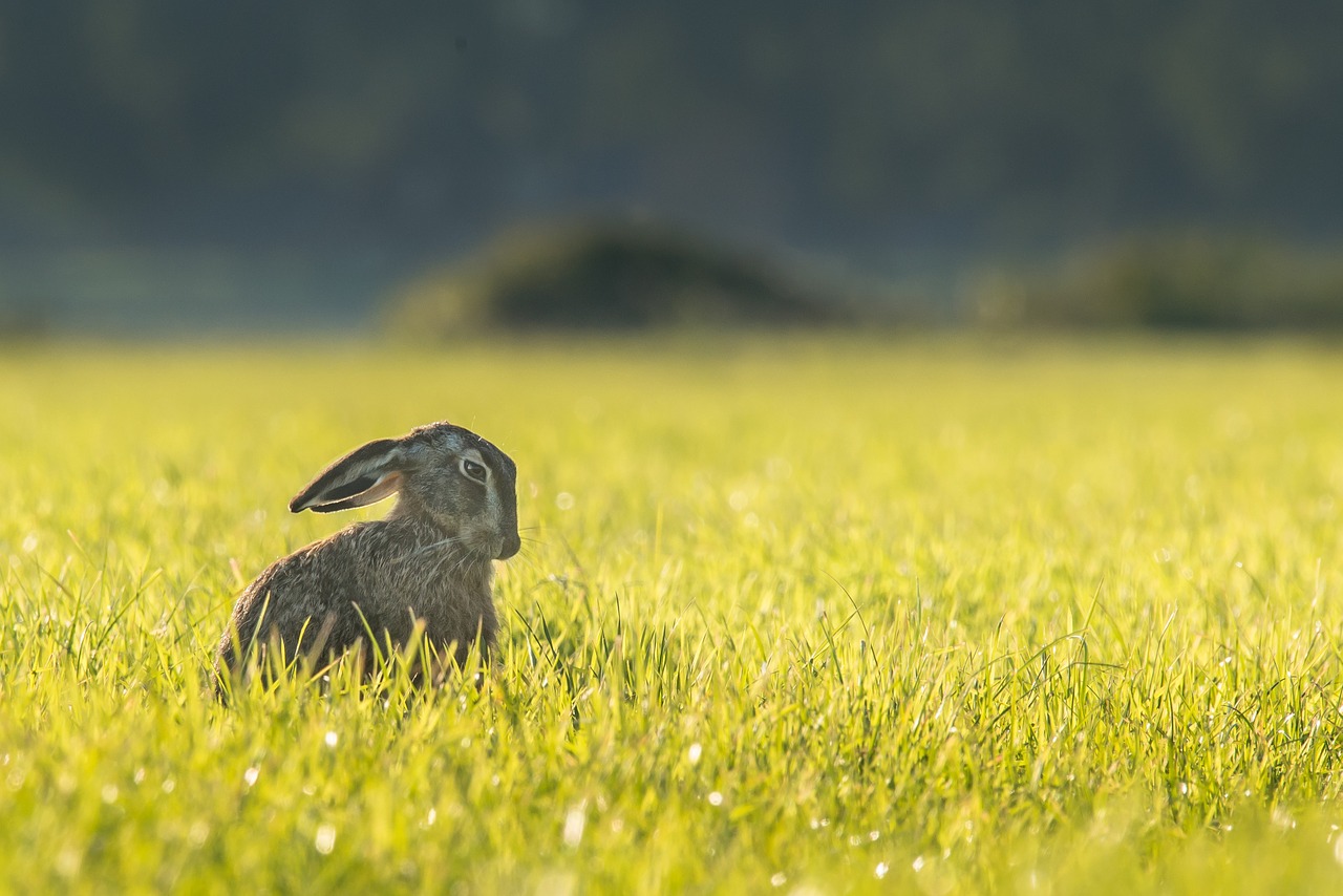 hare bunny rabbit free photo