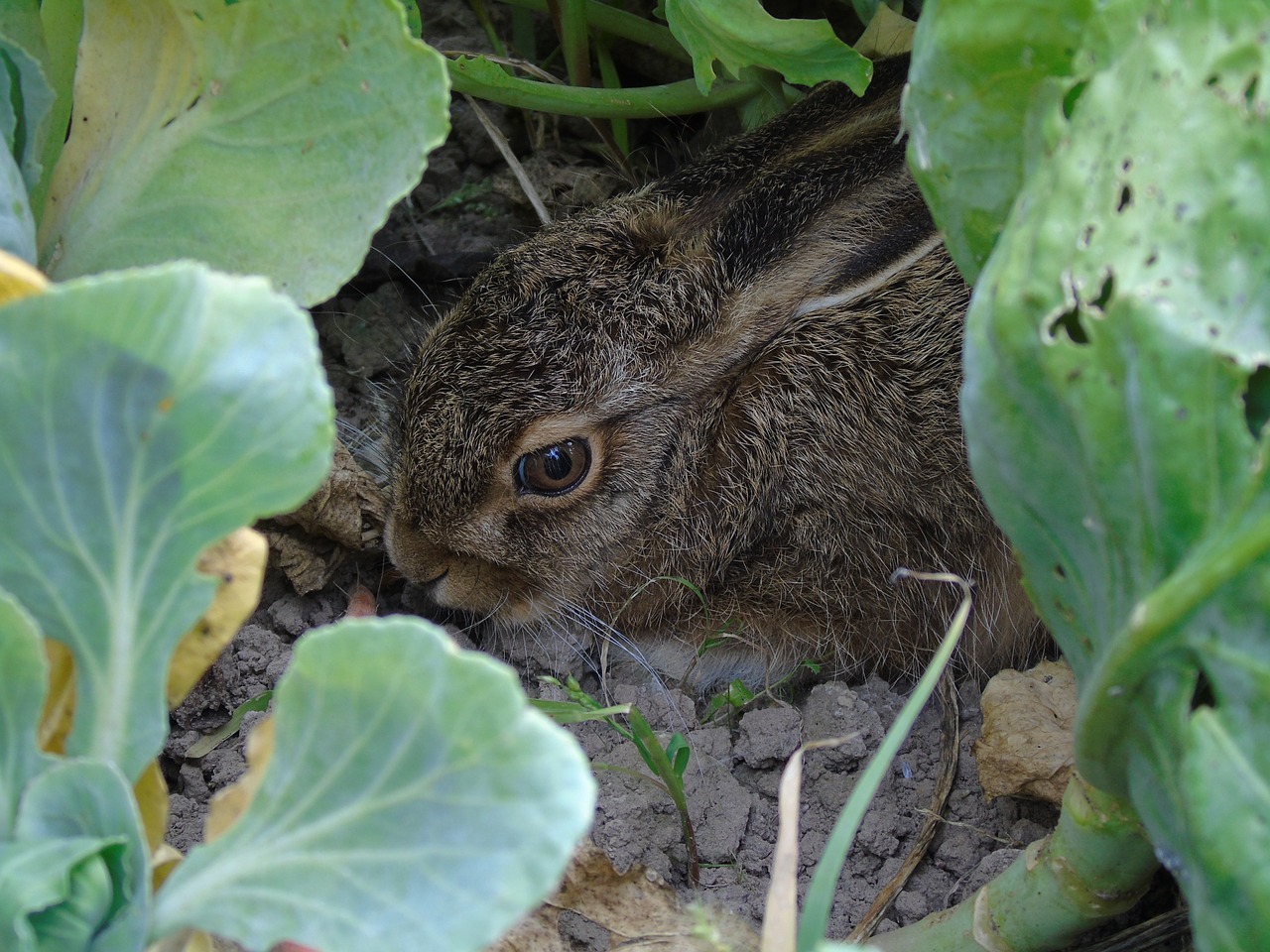 hare rabbit animal free photo