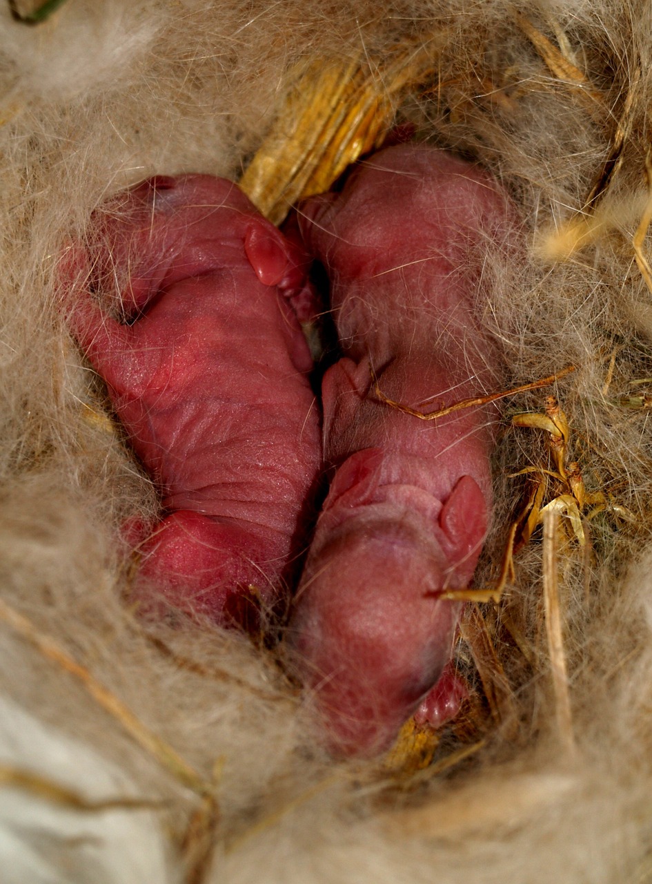 hare baby rabbit new born free photo