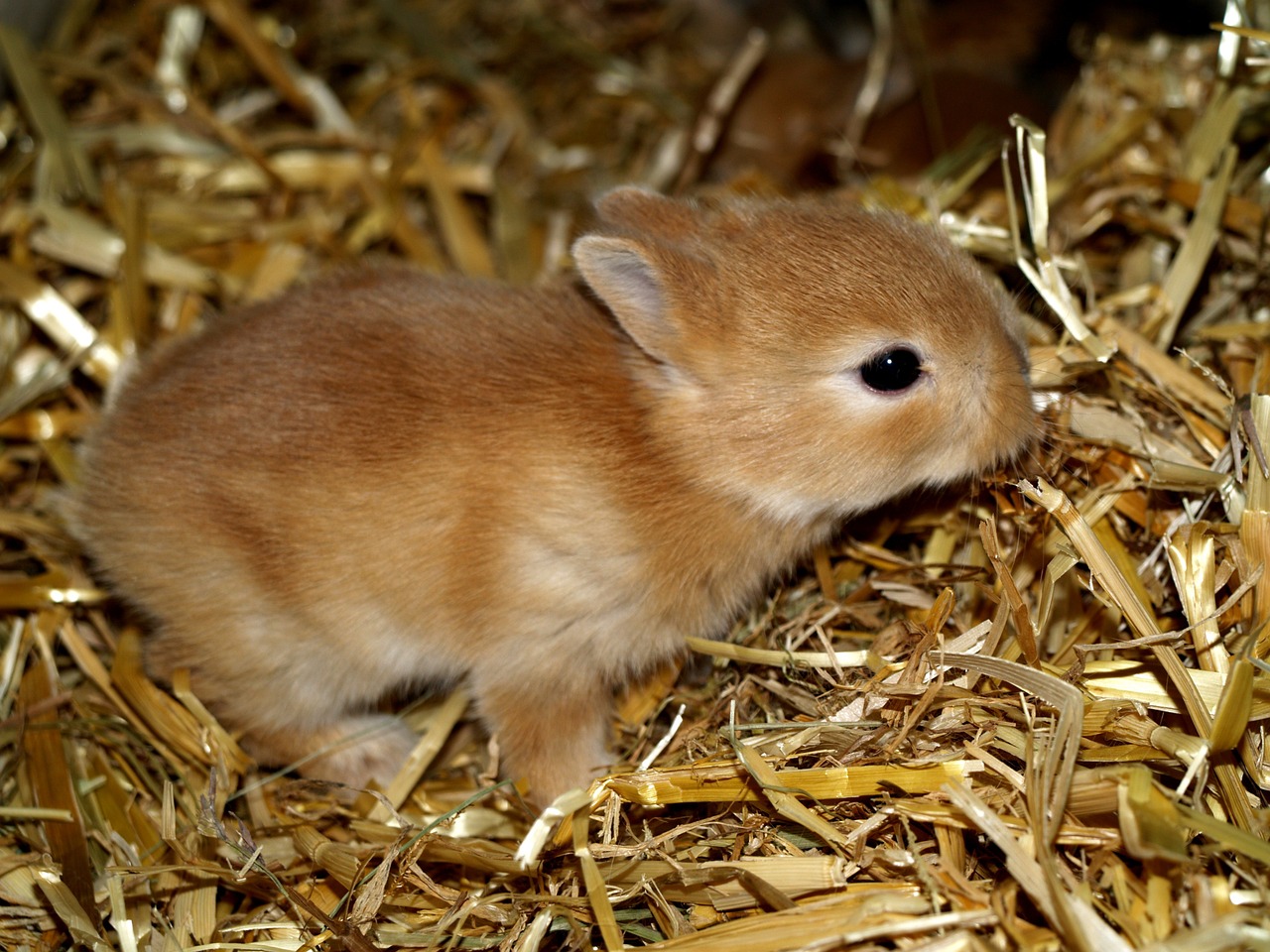 hare baby pet sweet free photo