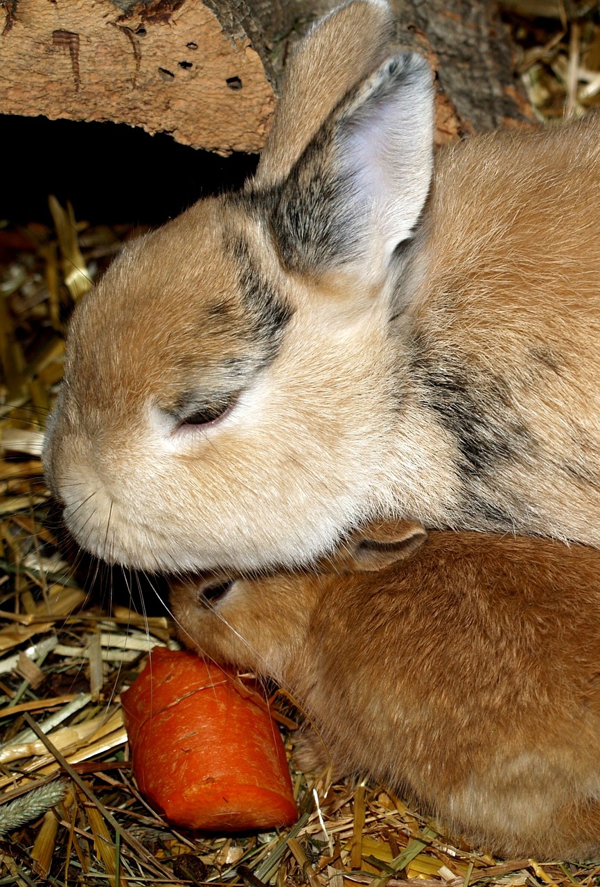 hare baby rabbit family pets free photo