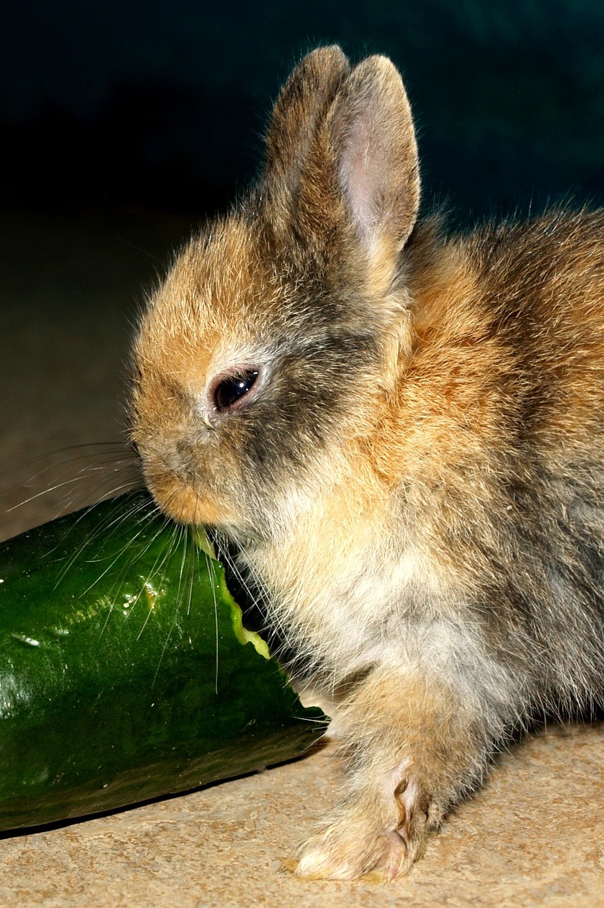 hare baby pet sweet free photo