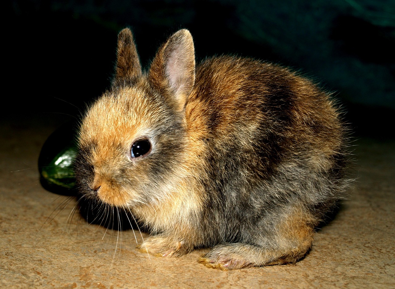 hare baby pets sweet free photo