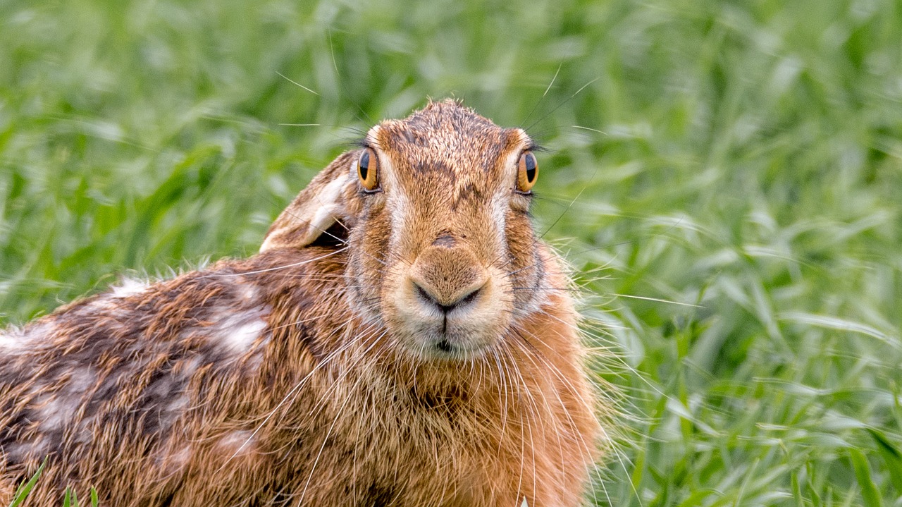 hare field hare mammal free photo