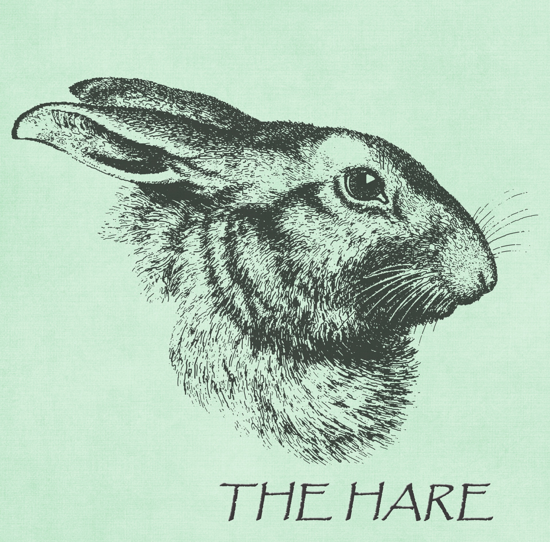 hare rabbit animal free photo