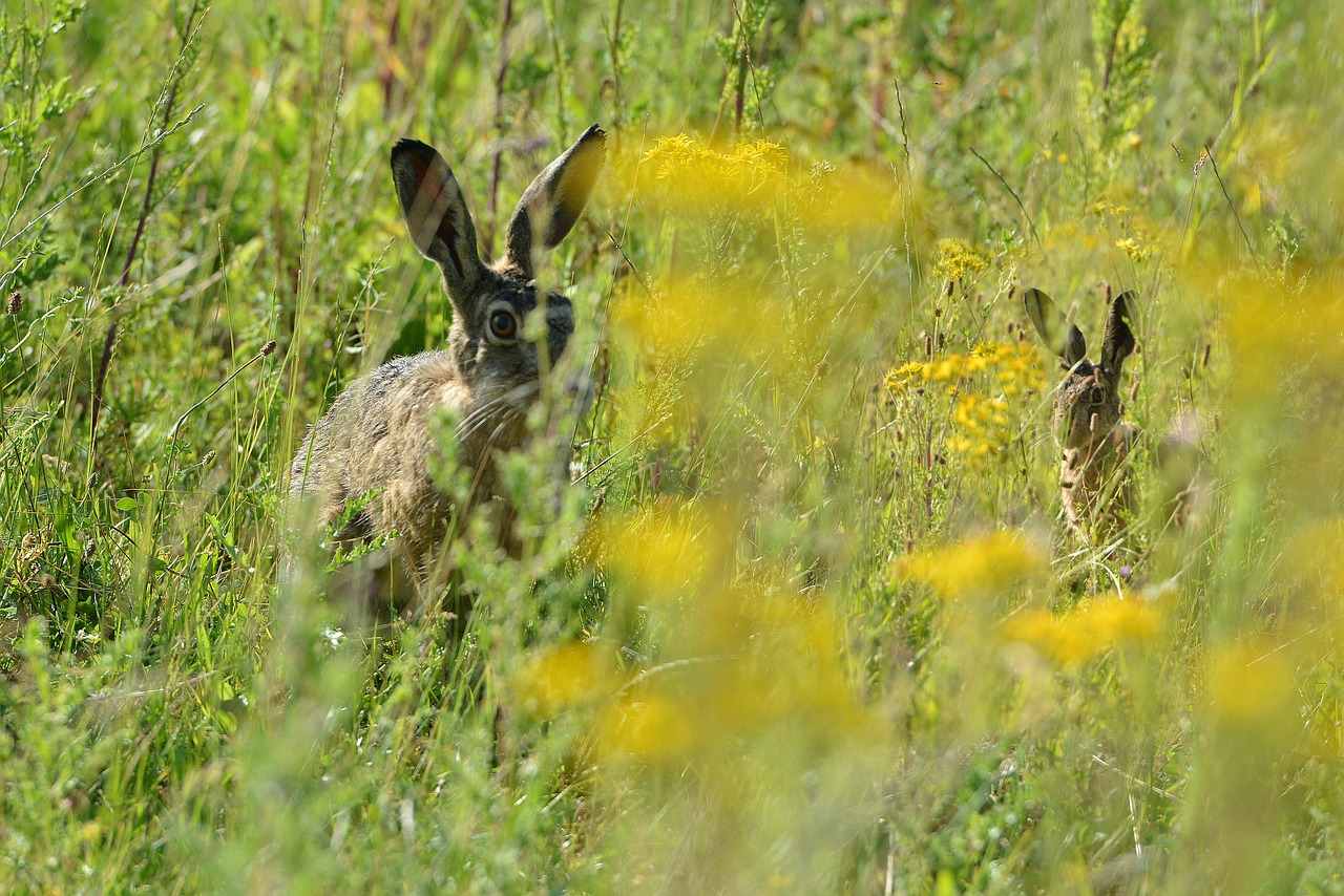 hares  pasture  hide free photo