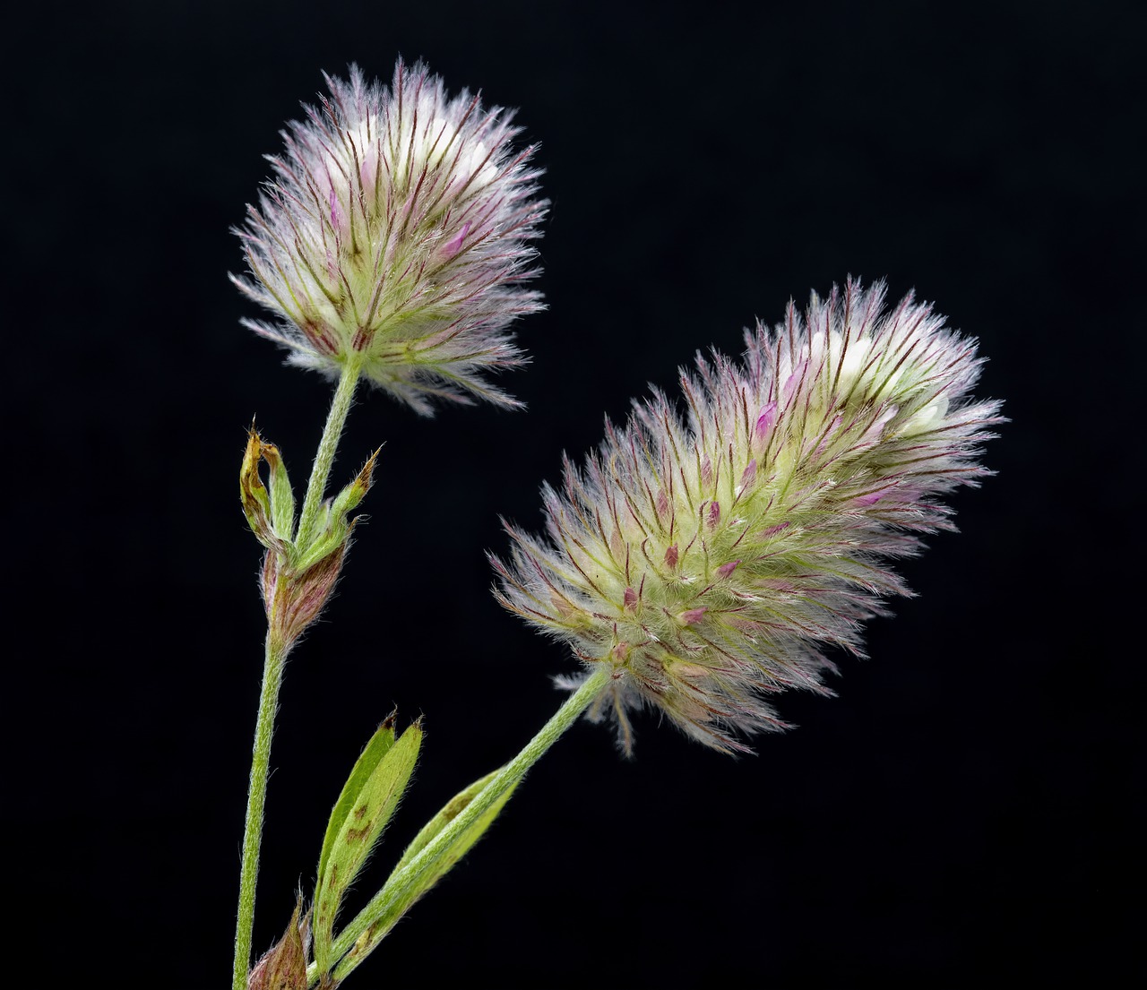 hare's-foot-clover  wildflower  botany free photo