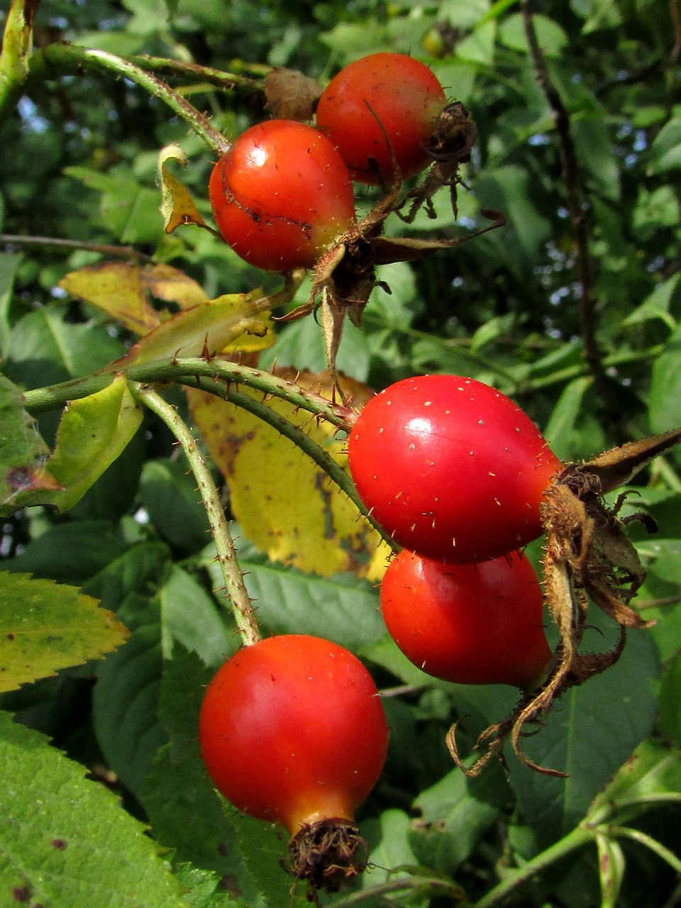 hargebutten fruits plant free photo