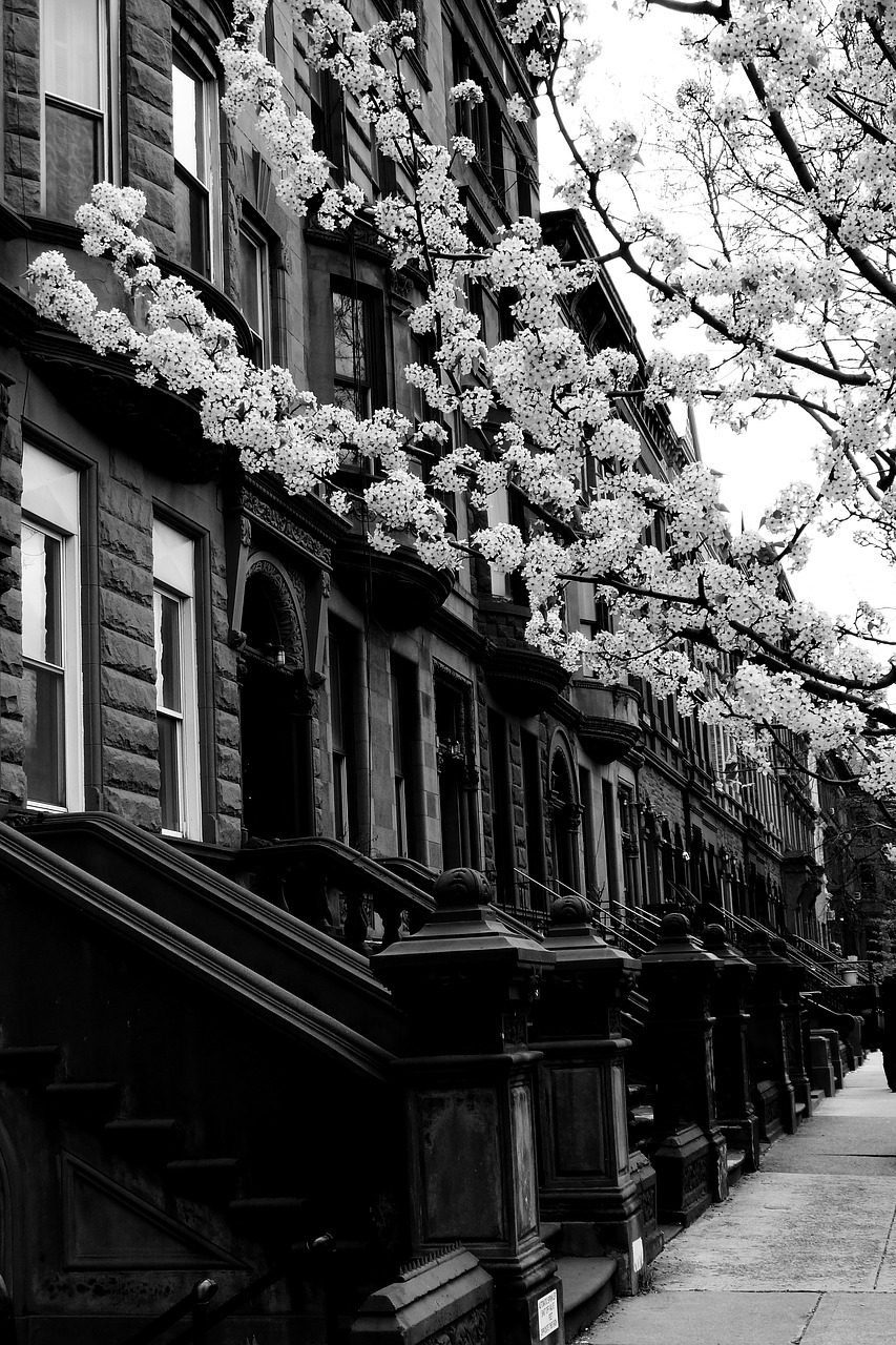 harlem street black and white free photo