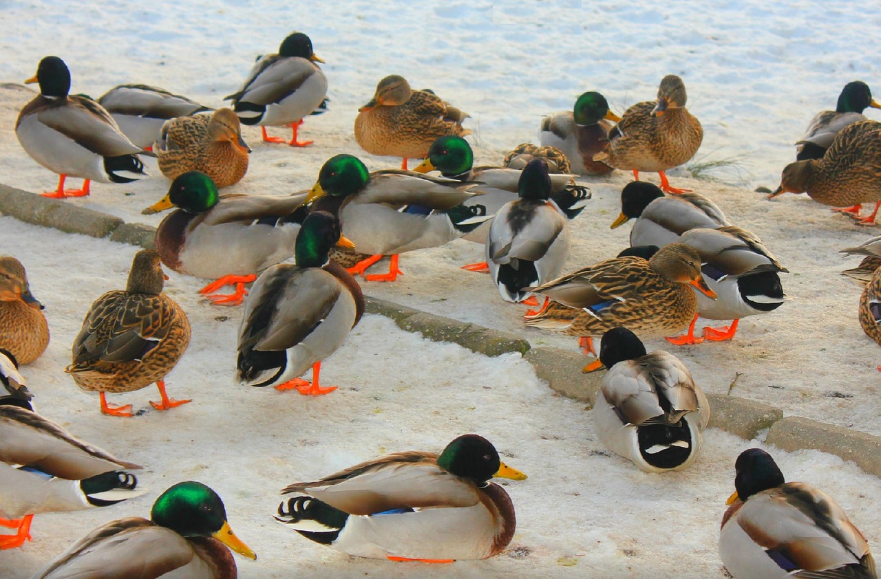 harlequin wild ducks drake free photo