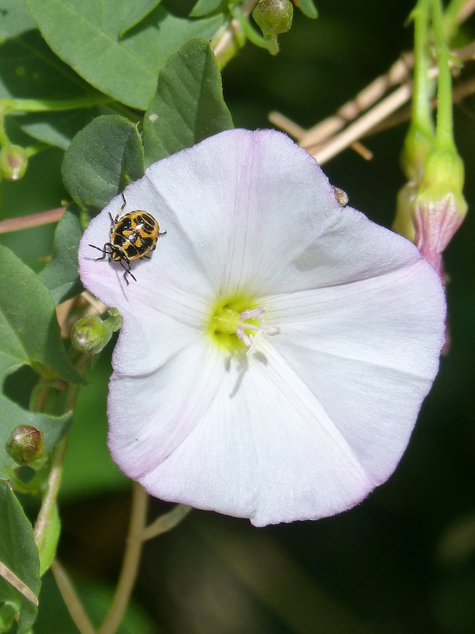 harlequin beetle harlequin ladybird flower free photo