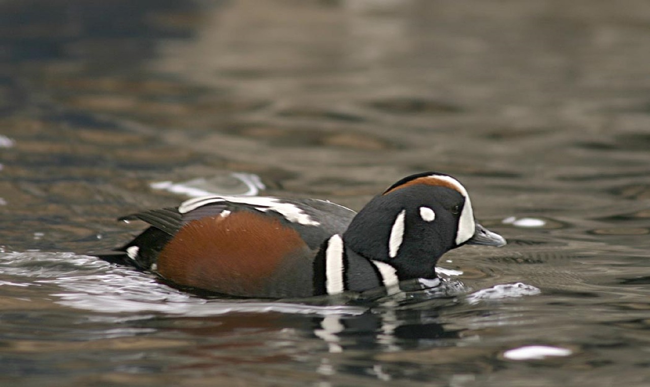 harlequin duck male bird free photo