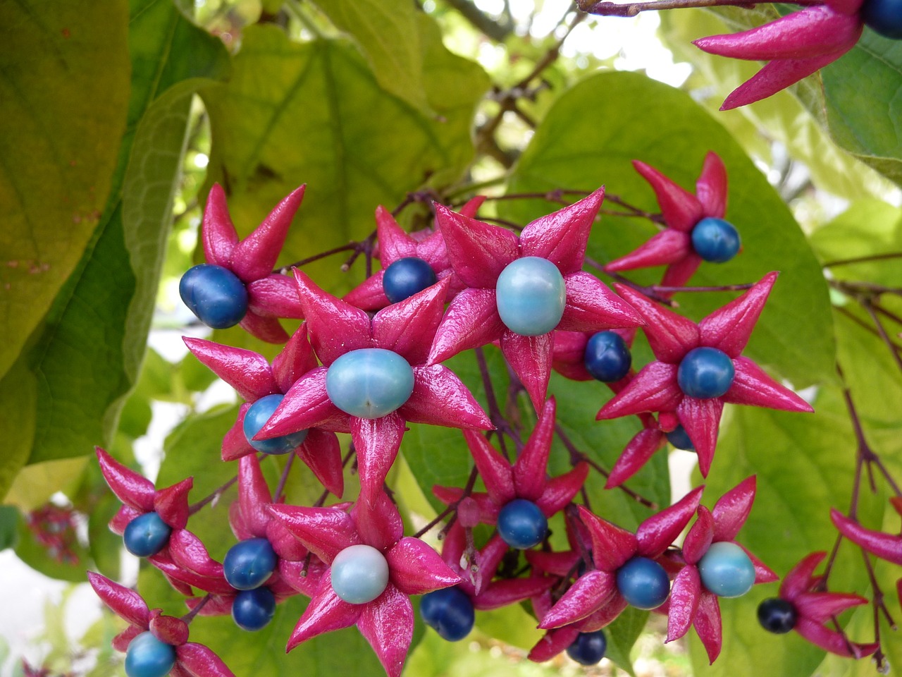 harlequin glorybower blue pink free photo