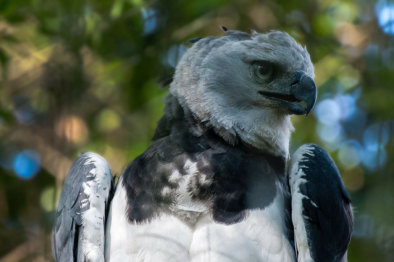 harpia eagle brazil free photo