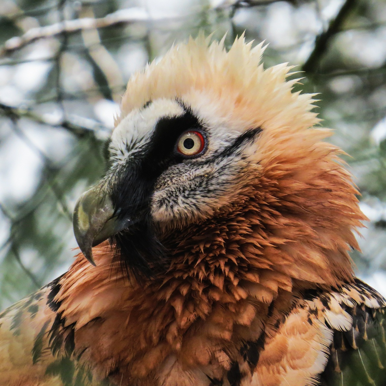 harpie bird raptor free photo