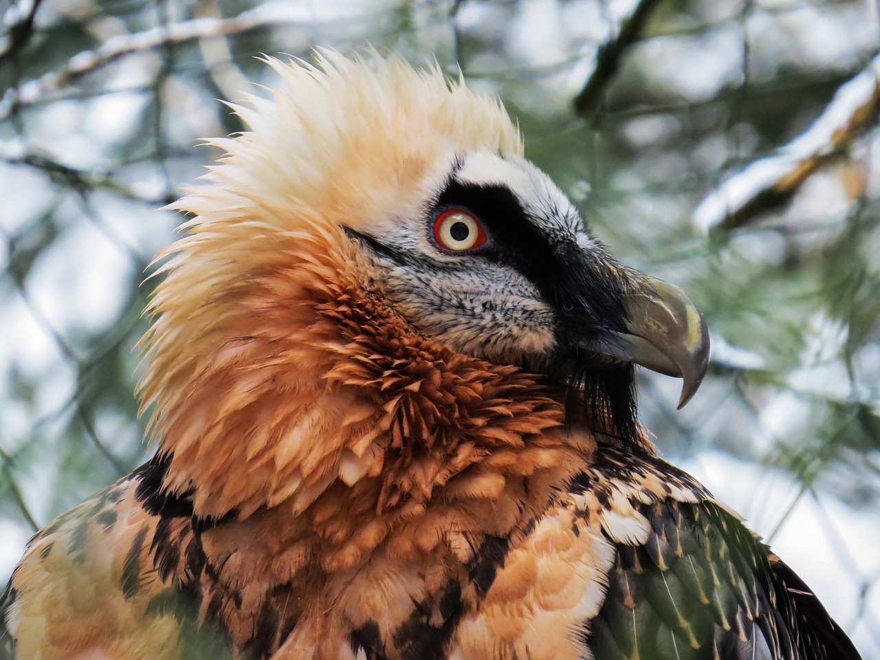 harpie raptor bird of prey free photo