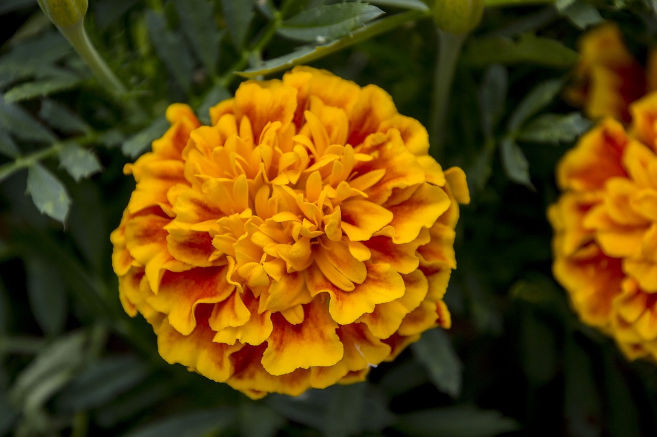 harpsichord stud yellow flower free photo