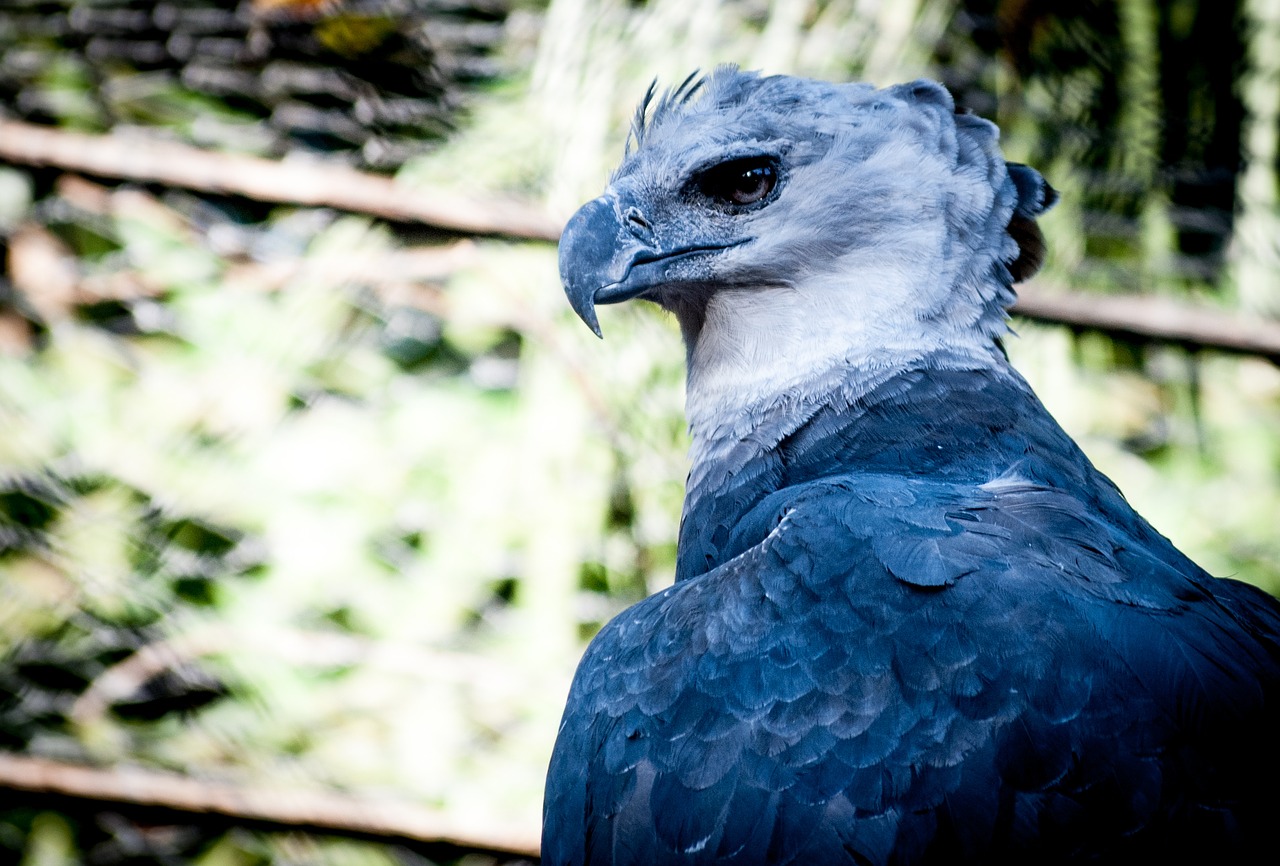 harpy nature bird prey free photo