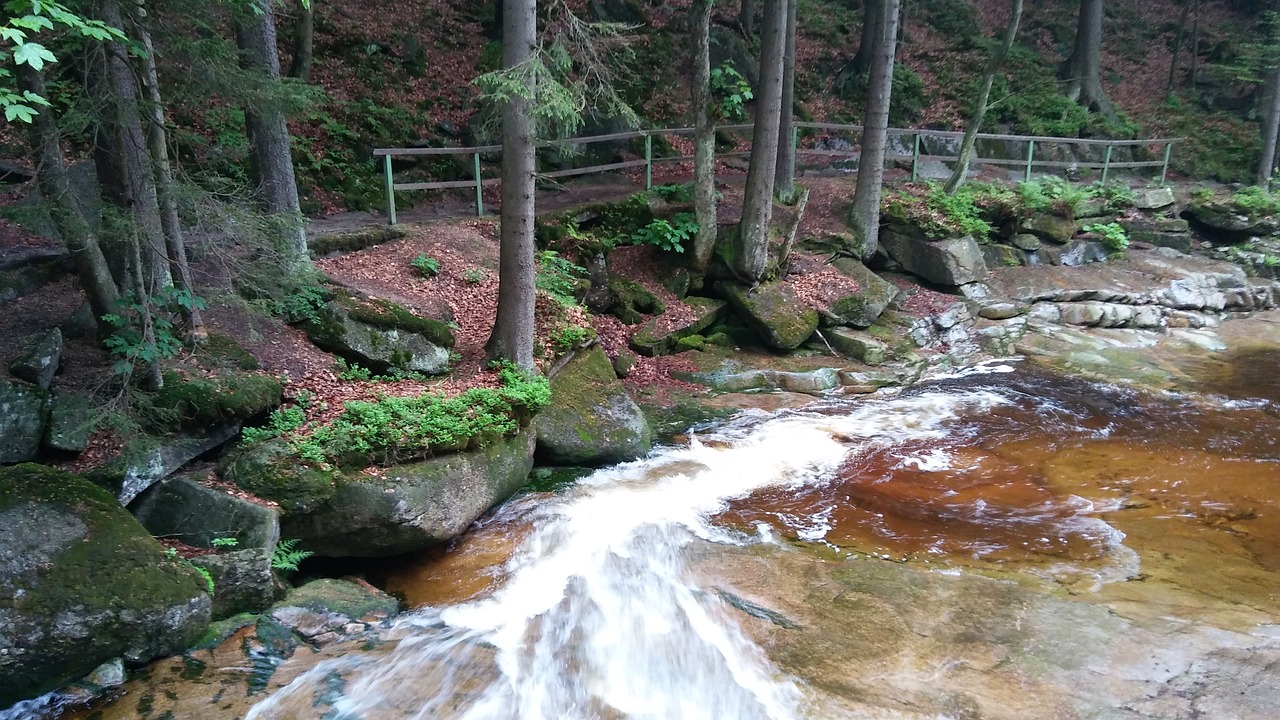 harrachov forest water free photo