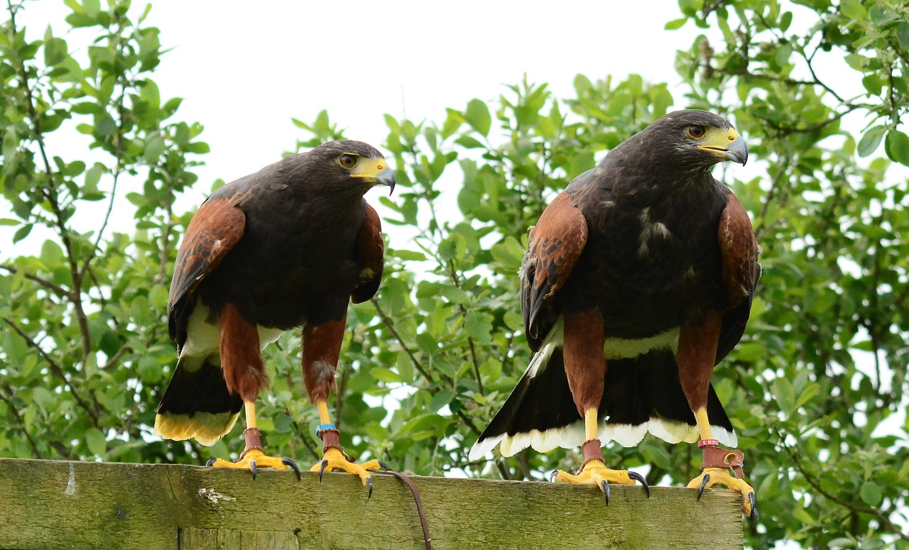 harris  hawk  male free photo