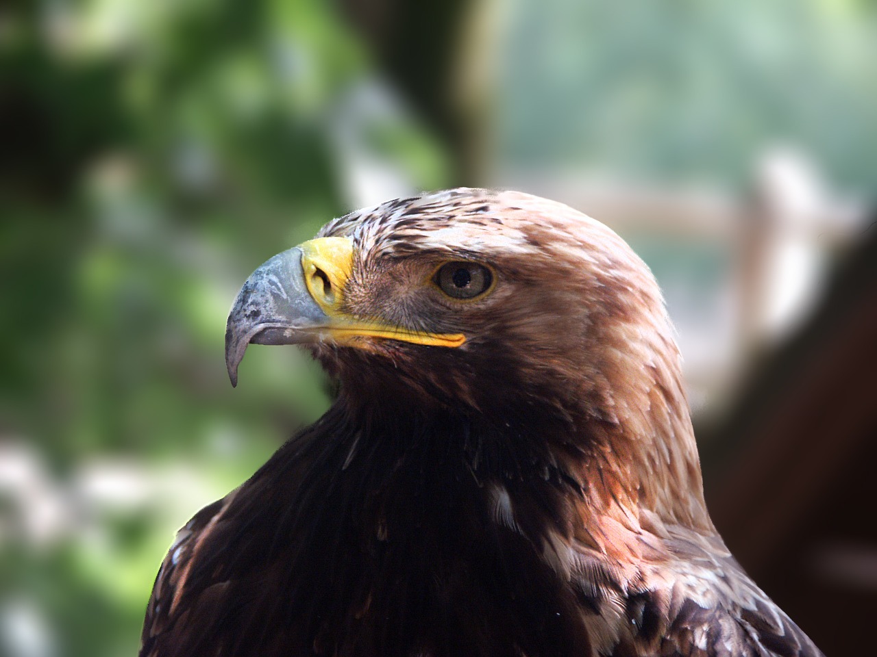 harris hawk raptors bird free photo