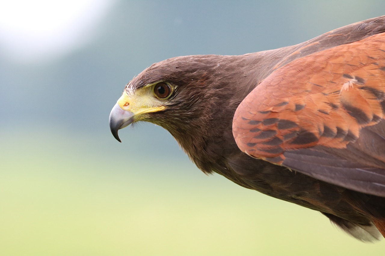 harris hawk hawk harris free photo