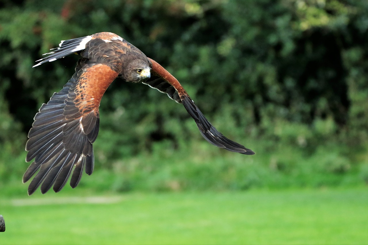 harris hawk hawk harris free photo