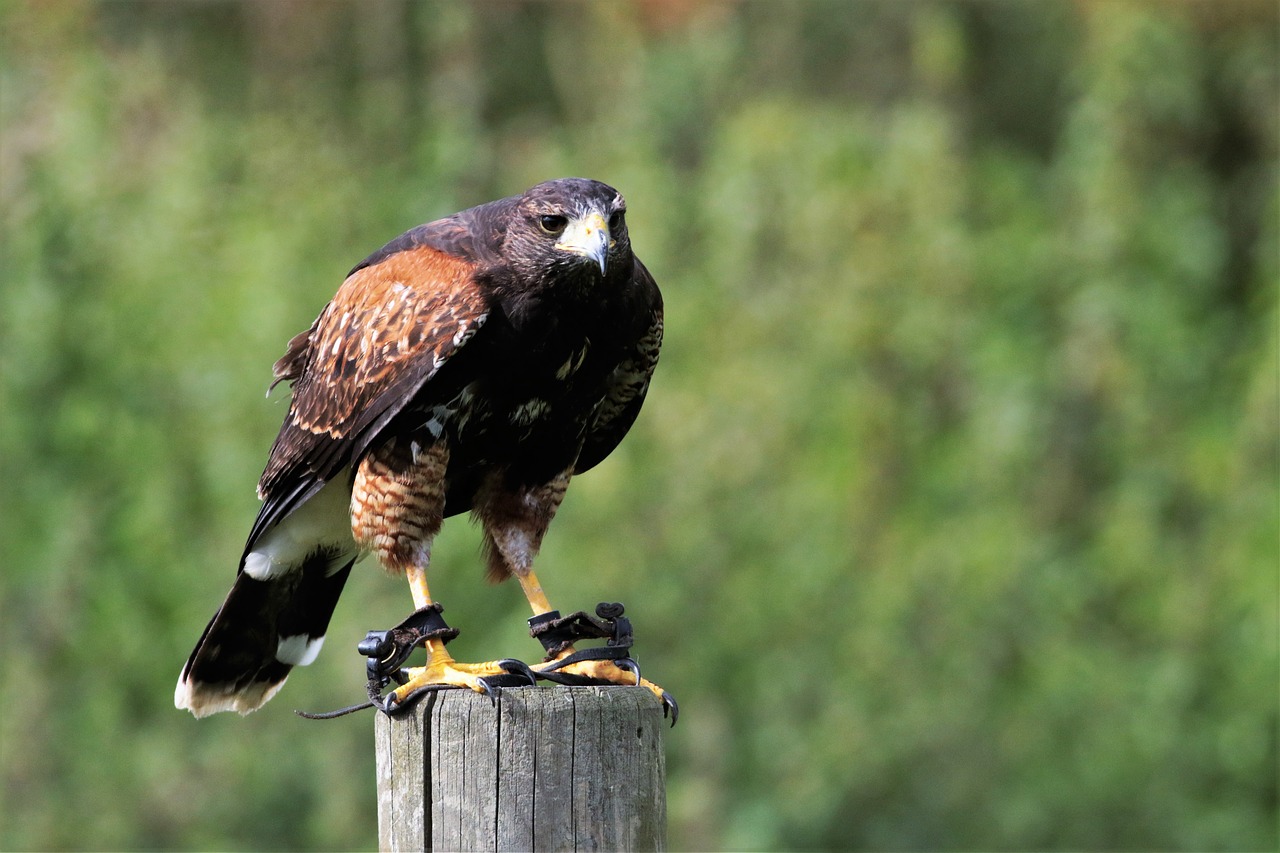 harris hawk hawk harris free photo