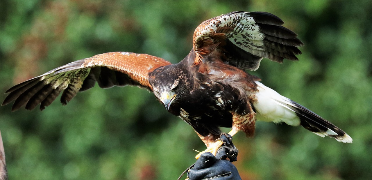 harris hawk hawk harris free photo