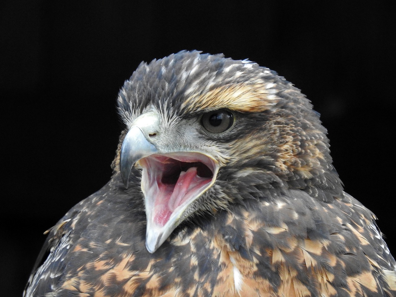 harris hawk cry bill free photo