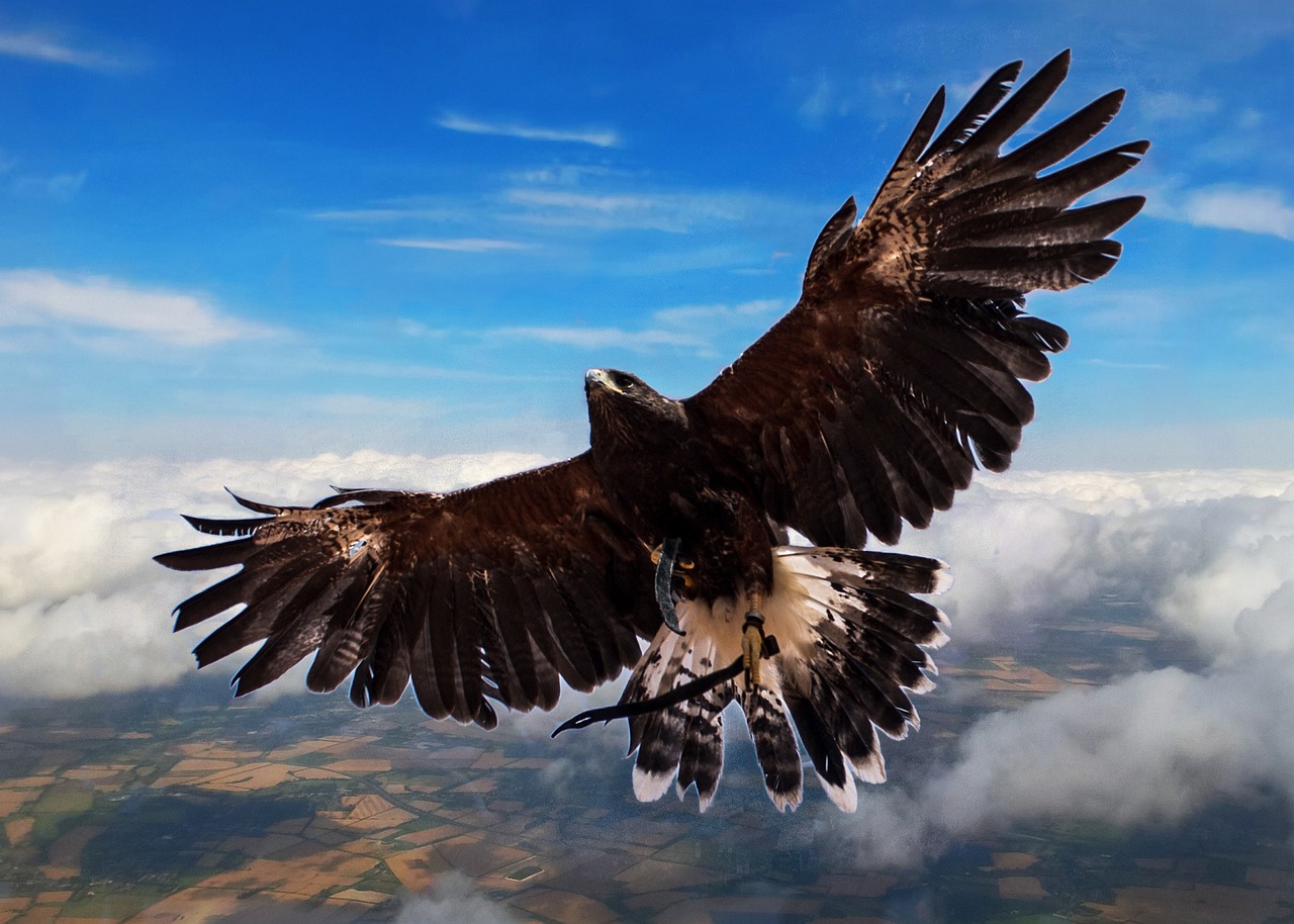 harris hawk bird clouds free photo