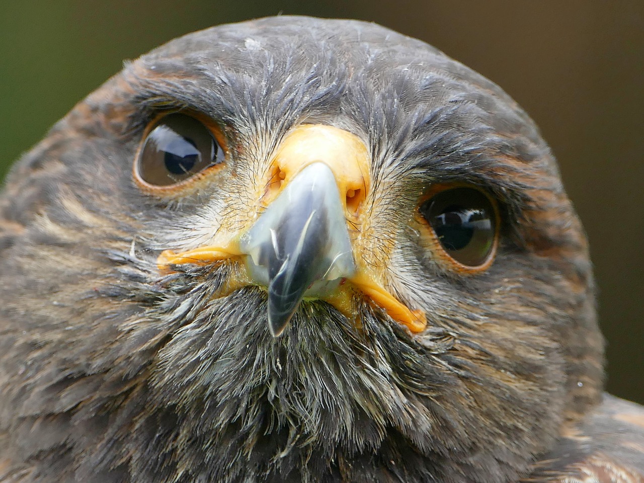 harris hawk raptor falconry free photo