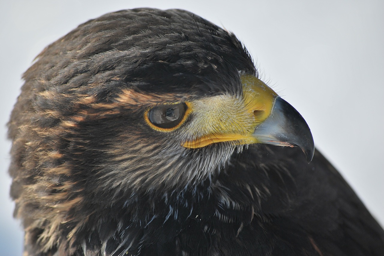 harris hawk raptor falconry free photo