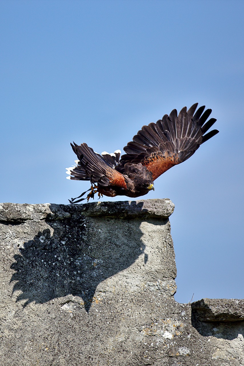 harris hawk  raptor  falconry free photo