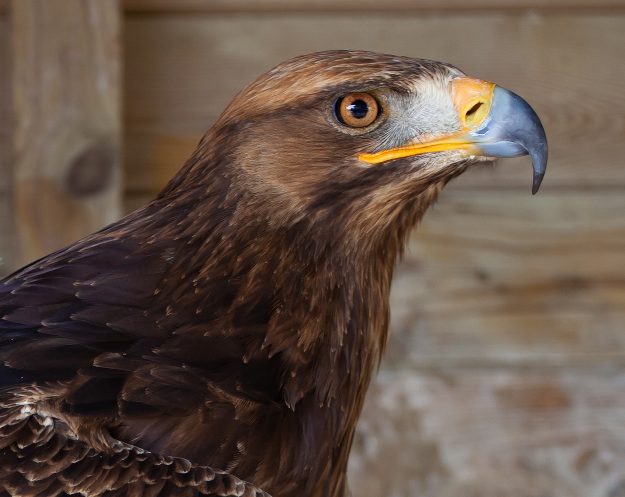 harris hawk  hippy  microphone free photo