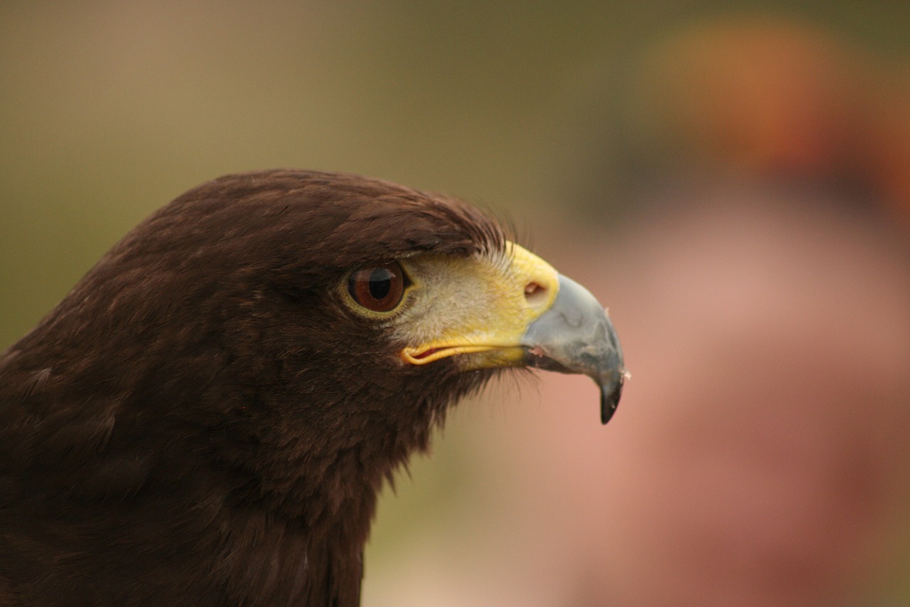 harris hawk raptor bird free photo