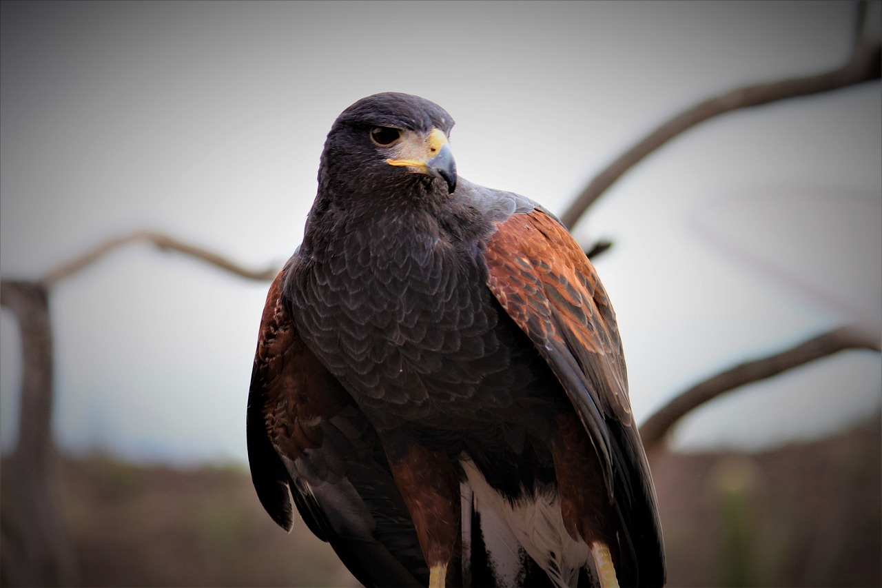harris's hawk  bird  raptor free photo