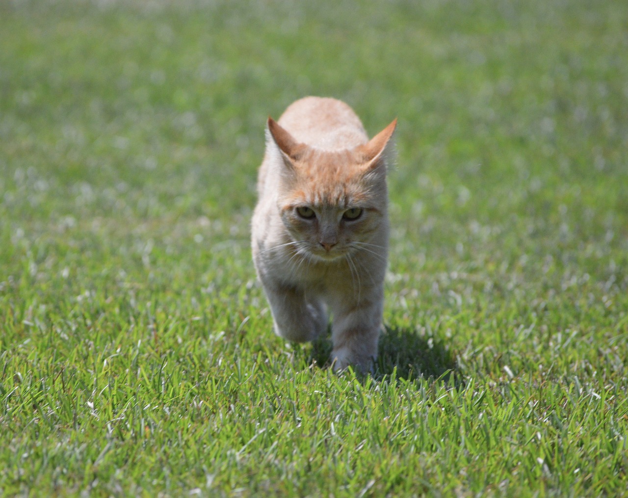harry cat orange tabby free photo