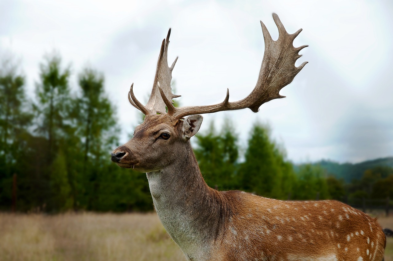 hart  fallow deer  antlers free photo