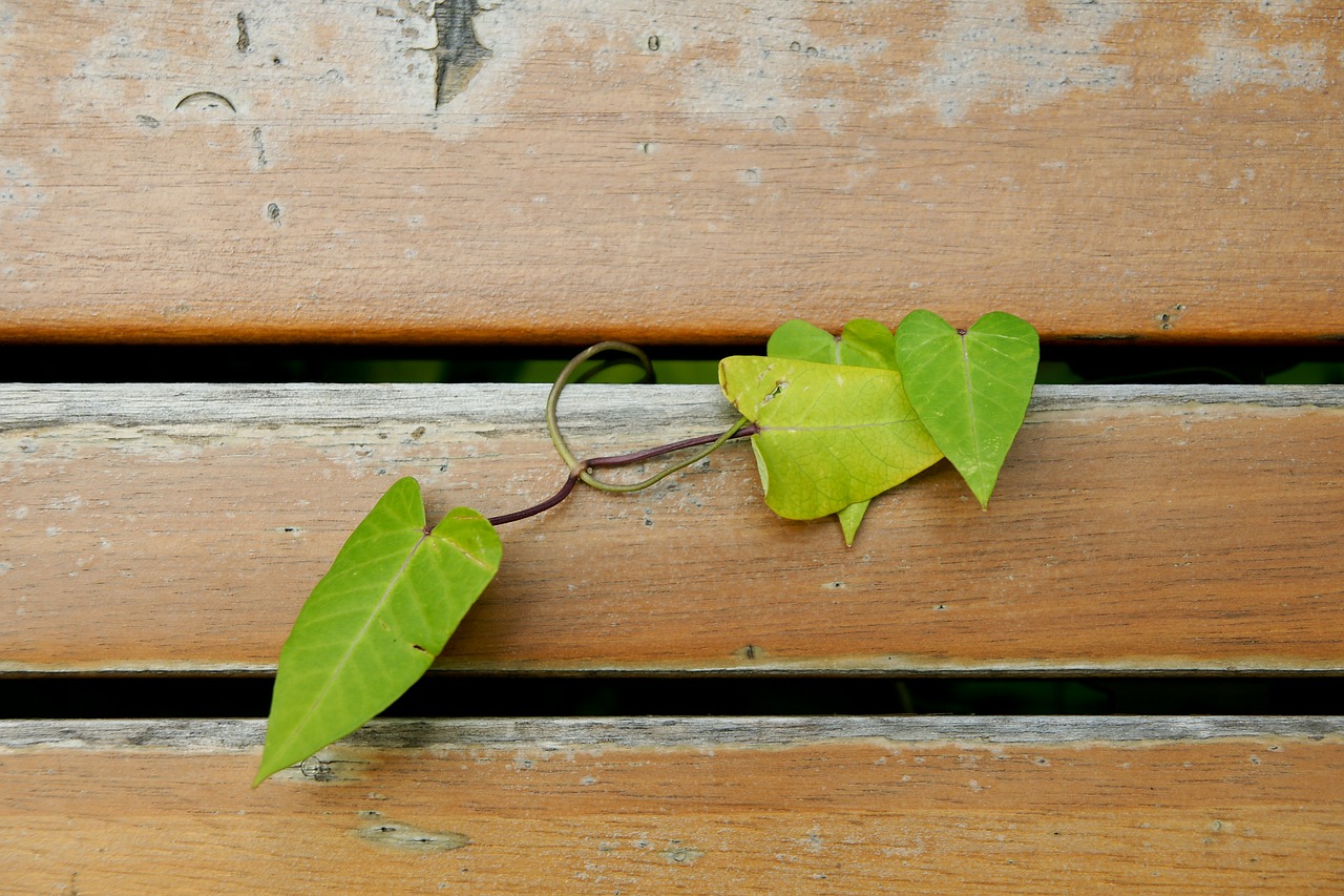 hart plants the leaves free photo