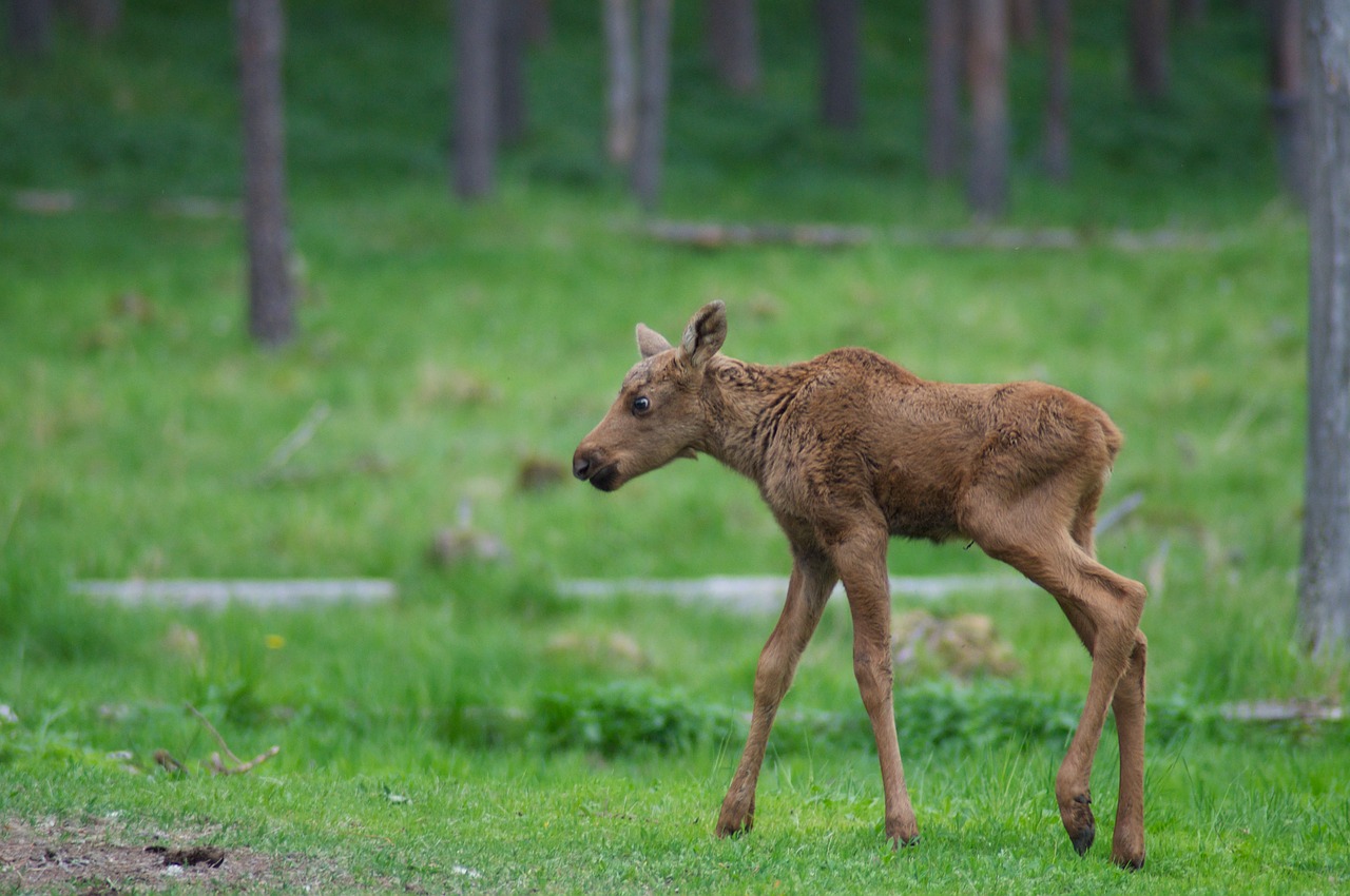 hart calf moose vasa free photo