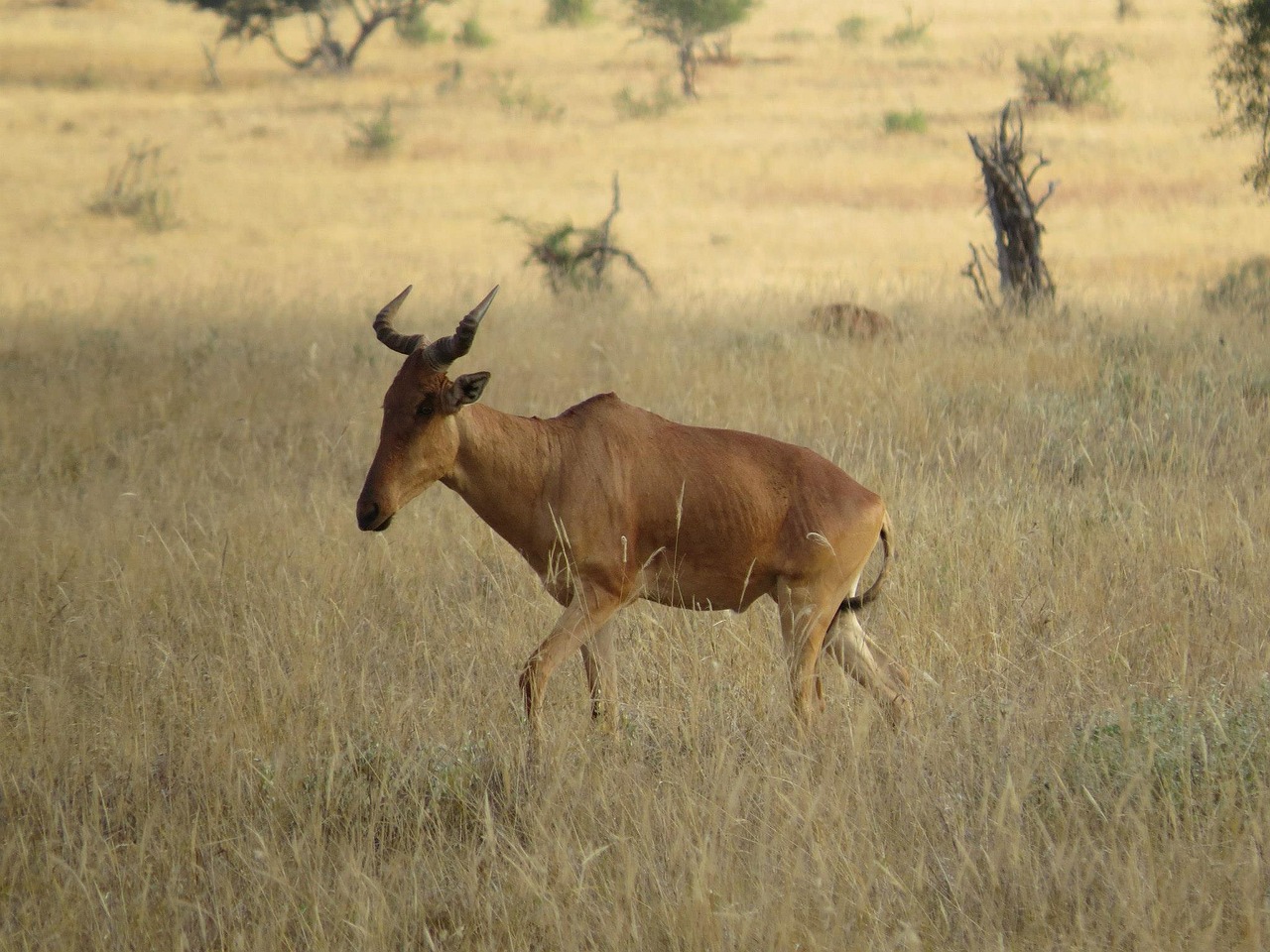 hartebeest africa mammal free photo
