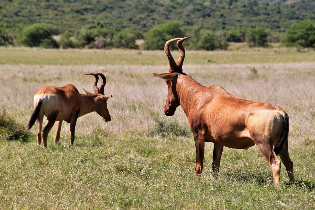 hartebeest ungulate bock free photo