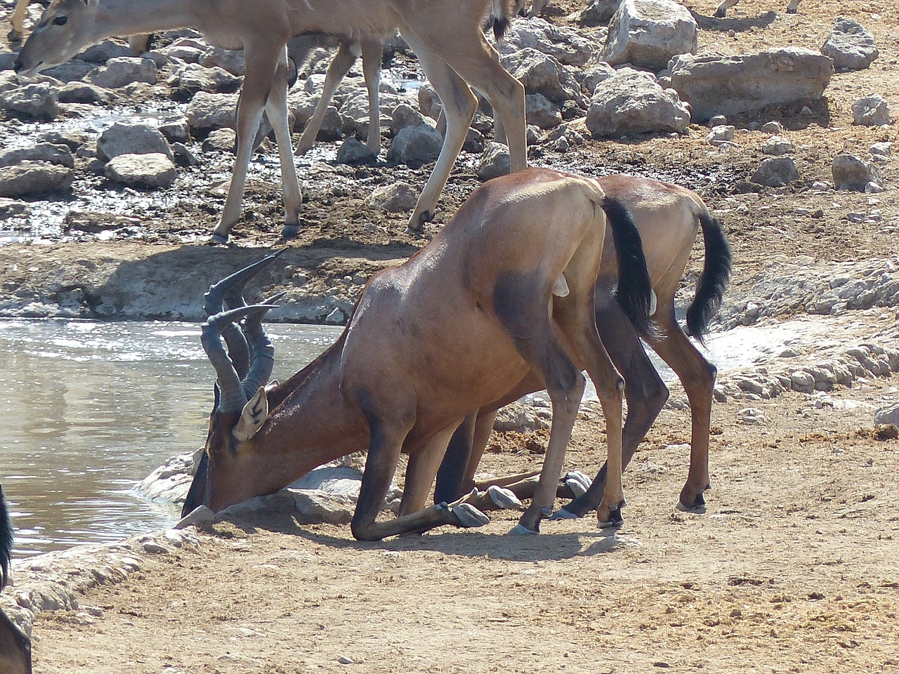 hartebeest animal soak free photo