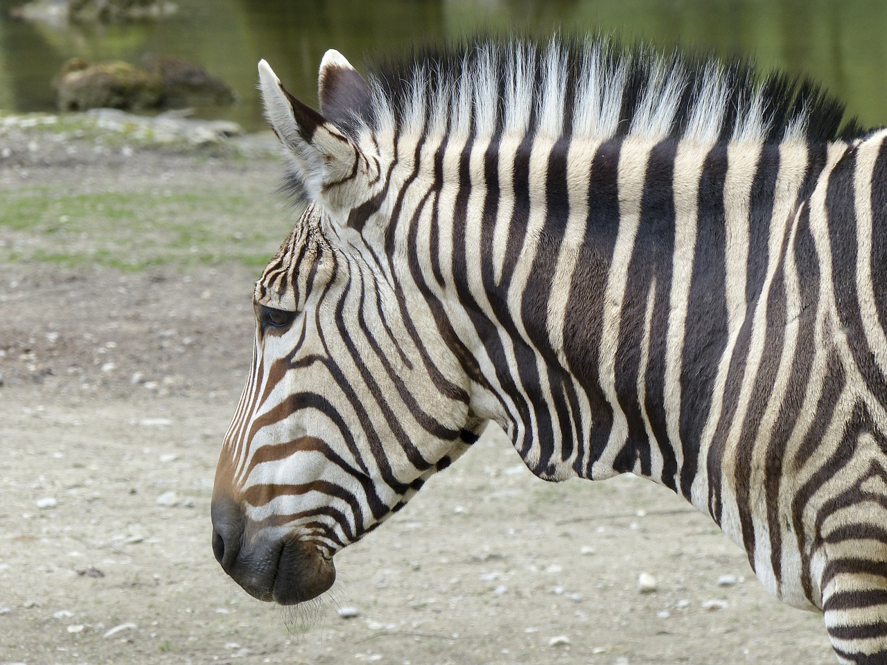 hartmann mountain zebra zebra southwest africa free photo