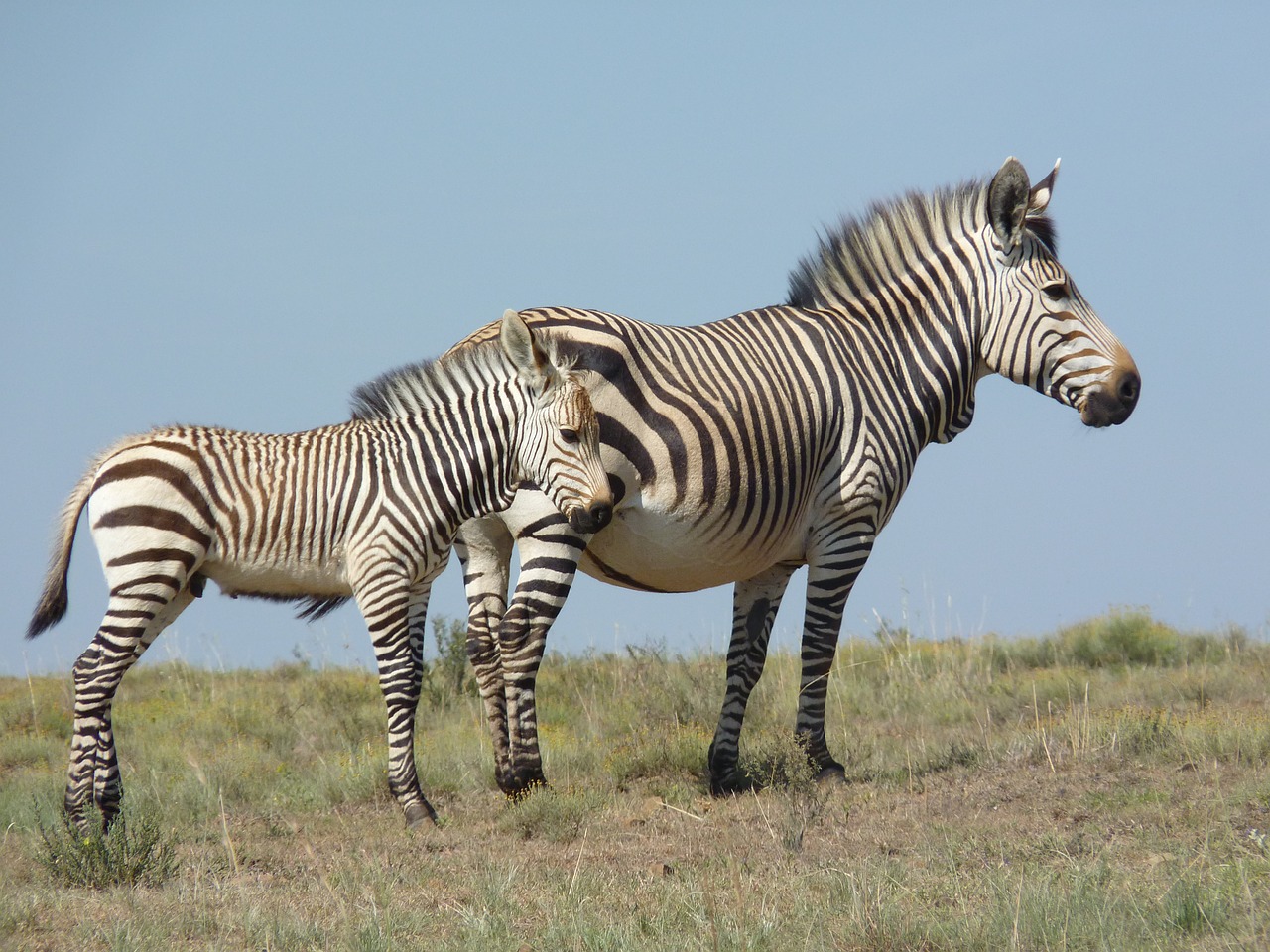 hartmann's  zebra  bergzbra free photo