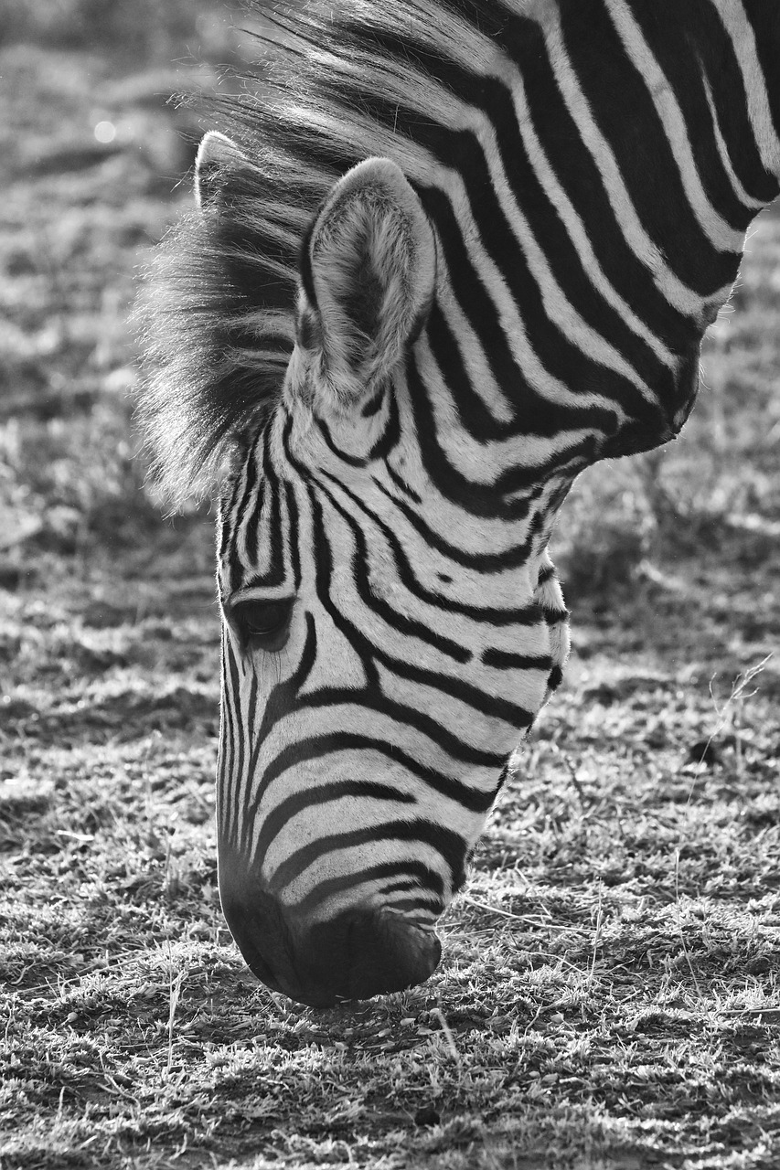 hartmann's  mountain zebra  africa free photo