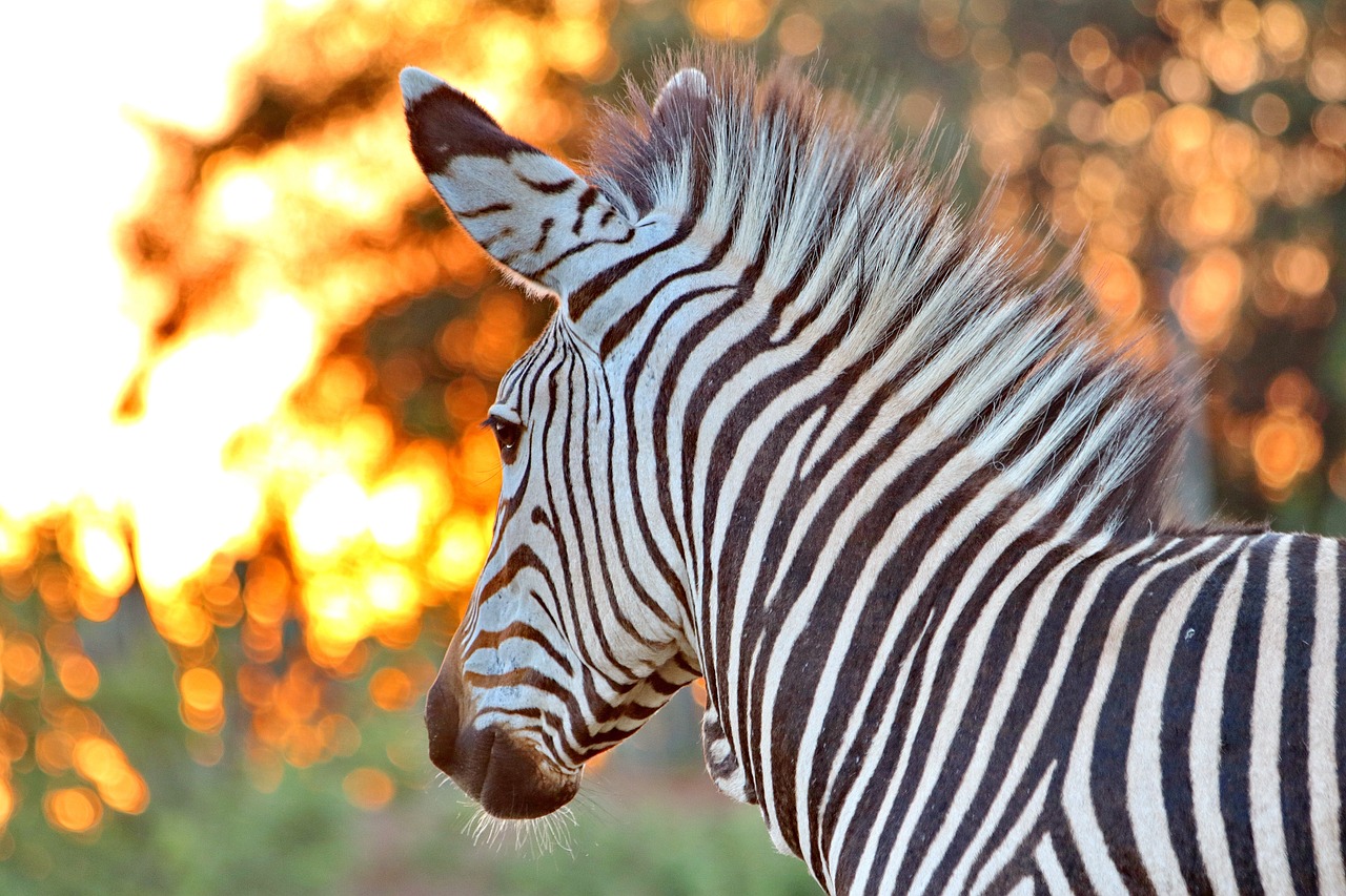 hartmann's  zebra  mountain zebra free photo
