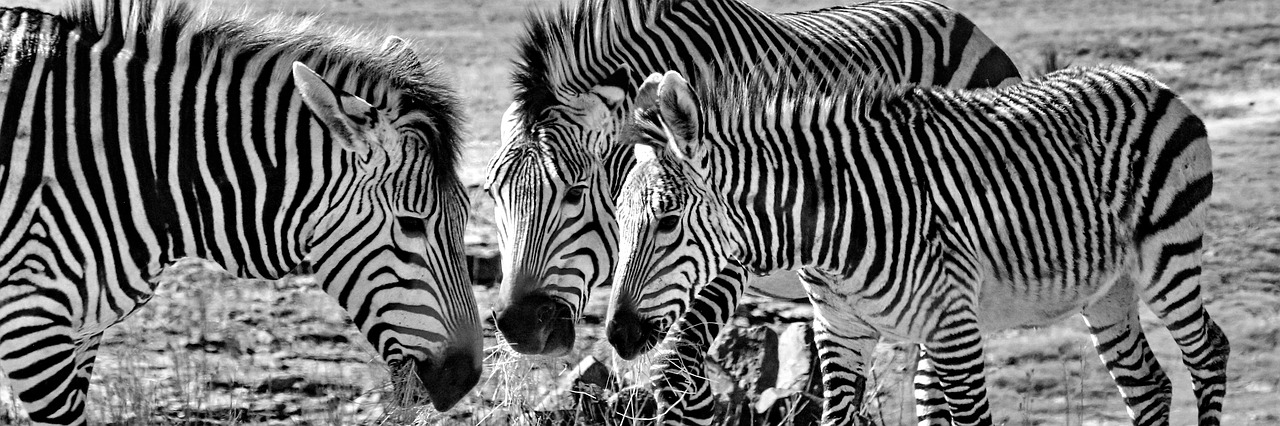 hartmann's  zebras  mountain zebras free photo